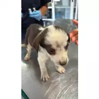 Foto dell\'animale cane - Matr. 2025/1233 - Microchip 380260170353855