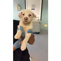 Foto dell\'animale cane - Matr. 2025/1234 - Microchip 380260170353841