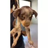Foto dell\'animale cane - Matr. 2025/1235 - Microchip 380260170353859