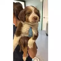 Foto dell\'animale cane - Matr. 2025/1237 - Microchip 380260170353853