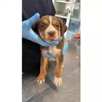 Foto dell\'animale cane - Matr. 2025/1238 - Microchip 380260170353851