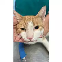 Foto dell\'animale gatto - Matr. 2025/1232 - Microchip 380260170353842
