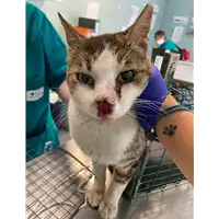 Foto dell\'animale gatto - Matr. 2021/0984 - Microchip 380260044441569
