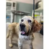 Foto dell\'animale cane - Matr. 2025/1244 - Microchip 380260000712824