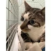 Foto dell\'animale gatto - Matr. 2025/1245 - Microchip 380260170353848