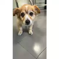 Foto dell\'animale cane - Matr. 2025/1247 - Microchip 380260170353735