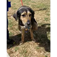 Foto dell\'animale cane - Matr. 2021/0990 - Microchip 380260044437270