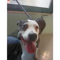 Foto dell\'animale cane - Matr. 2024/0417 - Microchip 380260042906430