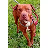 Foto dell\'animale cane - Matr. 2025/0382 - Microchip 380260044981318