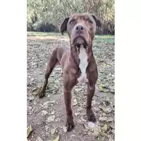 Foto dell\'animale cane - Matr. 2025/0382 - Microchip 380260044981318