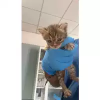 Foto dell\'animale gatto - Matr. 2025/1250 - Microchip 380260170353727