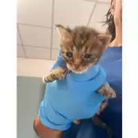 Foto dell\'animale gatto - Matr. 2025/1249 - Microchip 380260170353733