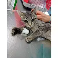 Foto dell\'animale gatto - Matr. 2025/1255 - Microchip 