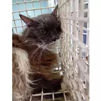 Foto dell\'animale gatto - Matr. 2025/1258 - Microchip 380260170353722