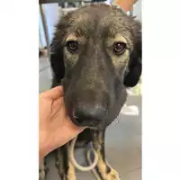 Foto dell\'animale cane - Matr. 2025/1260 - Microchip 380260170353728