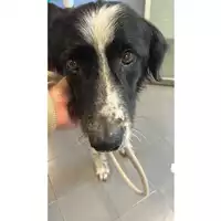 Foto dell\'animale cane - Matr. 2025/1259 - Microchip 380260170353737