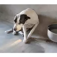 Foto dell\'animale cane - Matr. 2025/1264 - Microchip 380260170353738