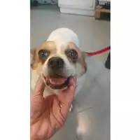 Foto dell\'animale cane - Matr. 2025/1269 - Microchip 380260170353854