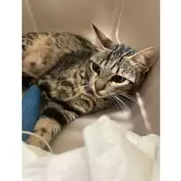 Foto dell\'animale gatto - Matr. 2025/1268 - Microchip 380260170353857