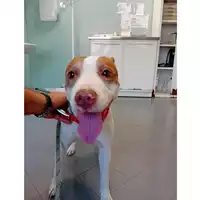Foto dell\'animale cane - Matr. 2025/1271 - Microchip 380260170353850