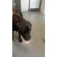 Foto dell\'animale cane - Matr. 2025/1274 - Microchip 380260050010588