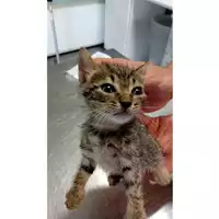 Foto dell\'animale gatto - Matr. 2025/1277 - Microchip 380260170359354