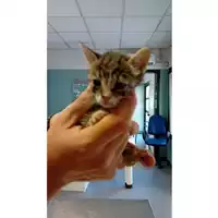 Foto dell\'animale gatto - Matr. 2025/1275 - Microchip 380260170353952