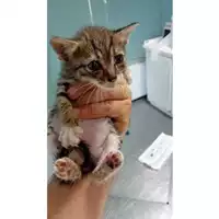 Foto dell\'animale gatto - Matr. 2025/1276 - Microchip 380260170359349