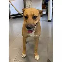 Foto dell\'animale cane - Matr. 2025/1279 - Microchip 380260170353825