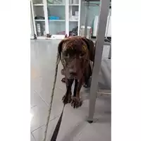 Foto dell\'animale cane - Matr. 2025/1278 - Microchip 380260170353944