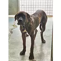 Foto dell\'animale cane - Matr. 2025/1278 - Microchip 380260170353944