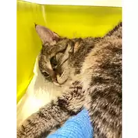 Foto dell\'animale gatto - Matr. 2025/1283 - Microchip 380260170353824