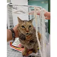 Foto dell\'animale gatto - Matr. 2025/1289 - Microchip 380260170353966