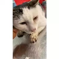 Foto dell\'animale gatto - Matr. 2025/1290 - Microchip 380260170353832