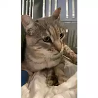 Foto dell\'animale gatto - Matr. 2025/1291 - Microchip 380260004807410