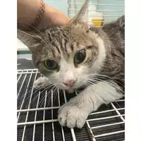 Foto dell\'animale gatto - Matr. 2025/1294 - Microchip 380260170353964