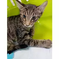 Foto dell\'animale gatto - Matr. 2025/1293 - Microchip 380260170353829