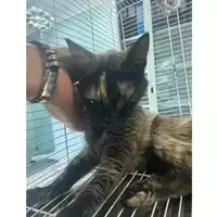 Foto dell\'animale gatto - Matr. 2025/1295 - Microchip 380260170353820