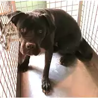 Foto dell\'animale cane - Matr. 2025/1296 - Microchip 380260102560803