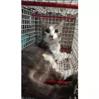 Foto dell\'animale gatto - Matr. 2025/1297 - Microchip 380260102929437