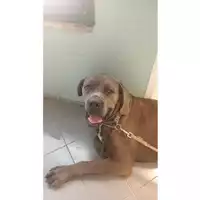 Foto dell\'animale cane - Matr. 2025/1298 - Microchip 380260160377262