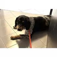 Foto dell\'animale cane - Matr. 2025/1300 - Microchip 380260100281309