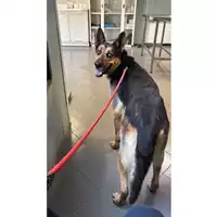 Foto dell\'animale cane - Matr. 2025/1301 - Microchip 380260170353827