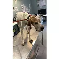 Foto dell\'animale cane - Matr. 2025/1302 - Microchip 382601701353822