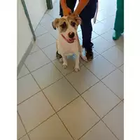 Foto dell\'animale cane - Matr. 2025/1313 - Microchip 380260170352012