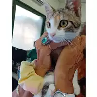 Foto dell\'animale gatto - Matr. 2025/1229 - Microchip 380260170353779