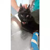 Foto dell\'animale gatto - Matr. 2025/1314 - Microchip 380260170353766