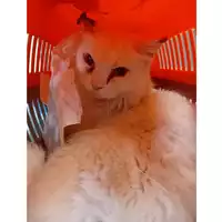 Foto dell\'animale gatto - Matr. 2025/1311 - Microchip 380260170353764