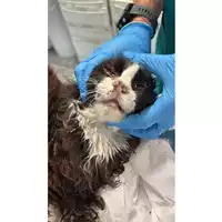 Foto dell\'animale gatto - Matr. 2025/1316 - Microchip 380260170353774