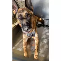 Foto dell\'animale cane - Matr. 2024/1882 - Microchip 380260170053475